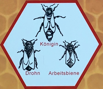 Honigbiene