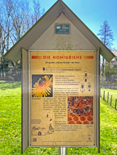 Honigbiene