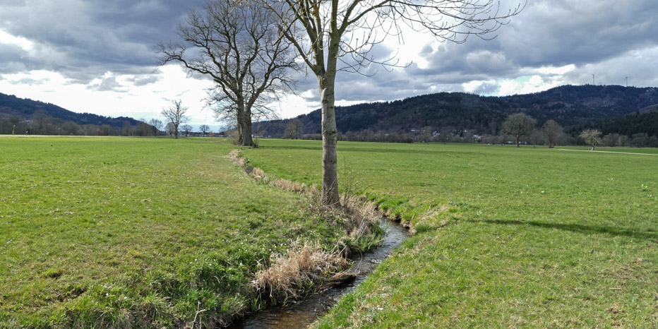 nördliche Runze