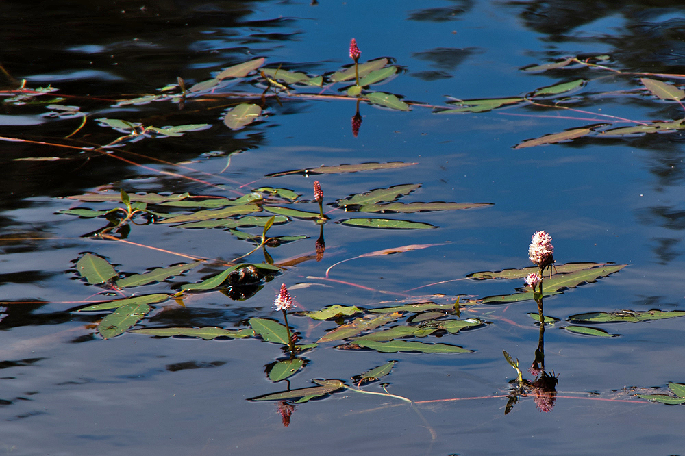 Mathisleweiher