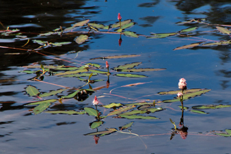 Mathisleweiher