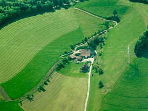 Steurental