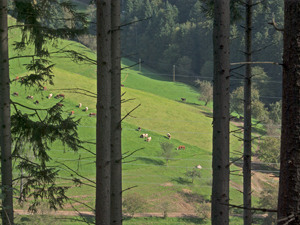 Steurental