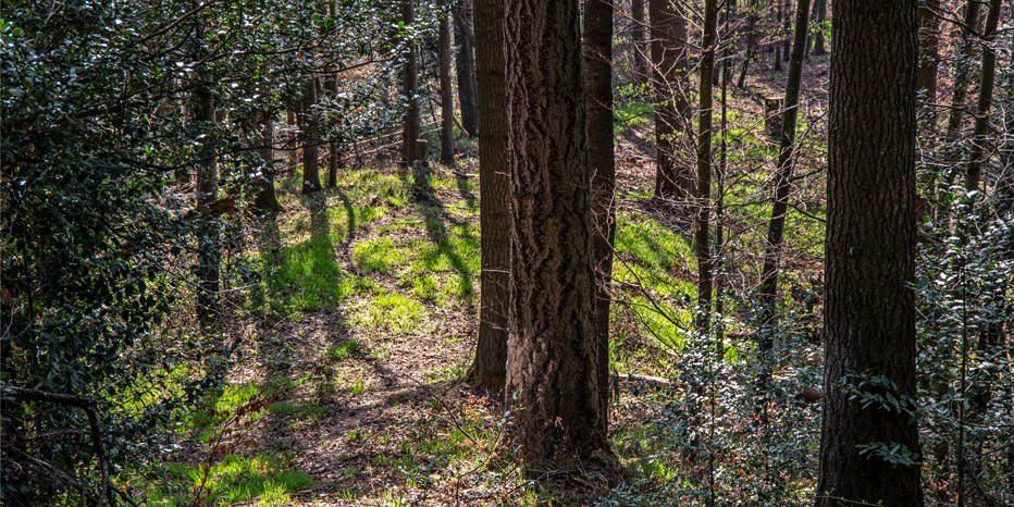 >Bergkamm der Grenzsteine