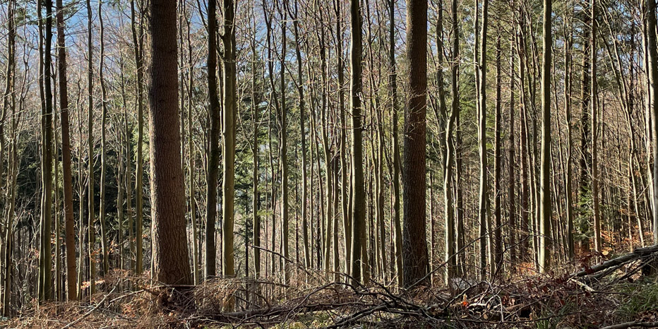 >Bergkamm der Grenzsteine