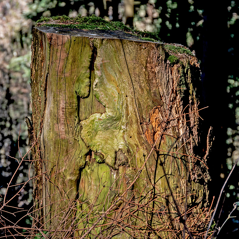 Franzosenweg