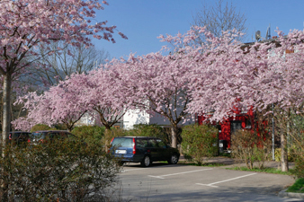 Hirschenhofweg