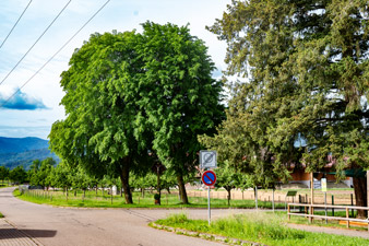 Wittental