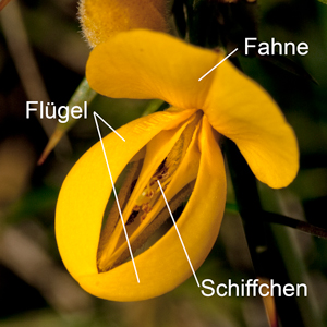 Schmetterlingsblüte