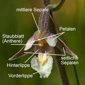 Sumpffwurz