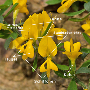 Schmetterlingsblüte