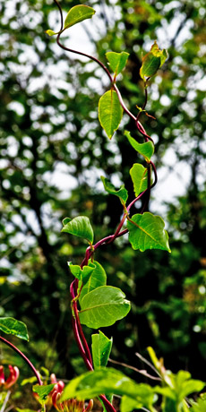 Wald-Geißblatt