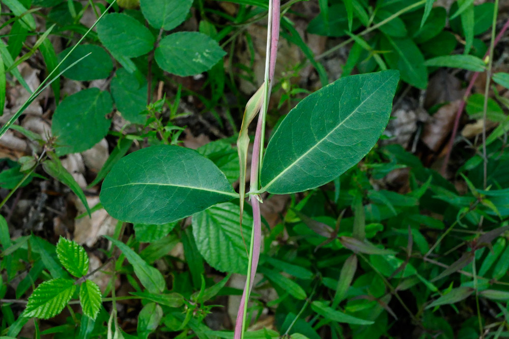 Wald-Geißblatt