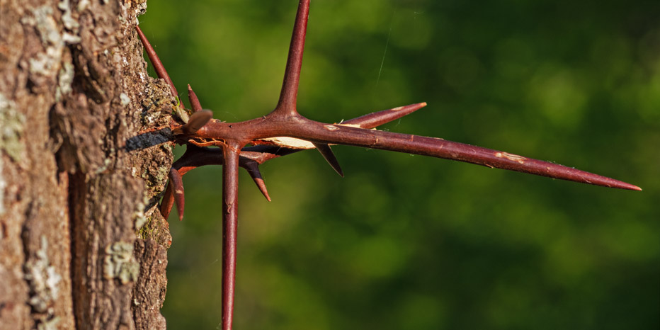 Dreidornige Gleditschie