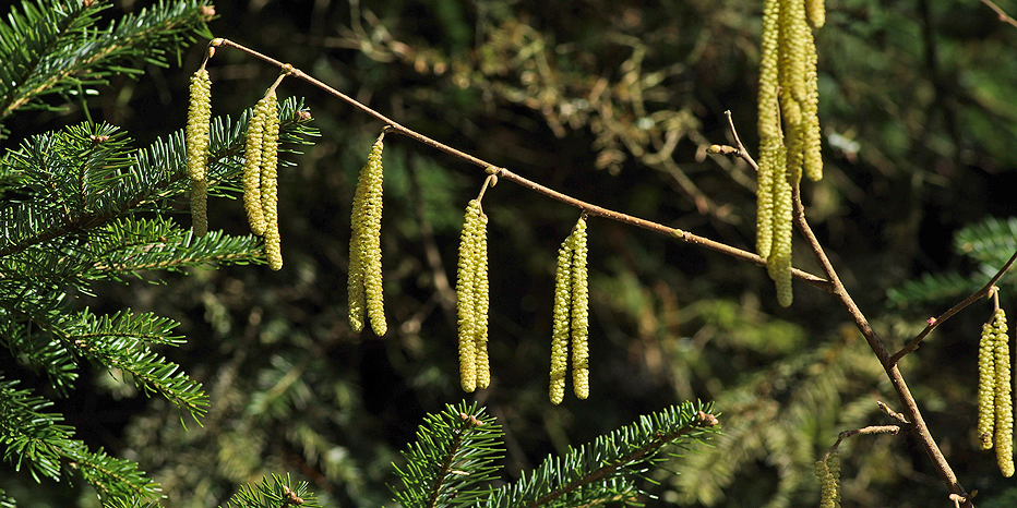 Gewöhnliche Hasel