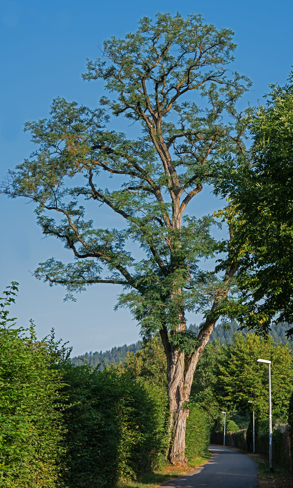 Gewöhnliche Robinie