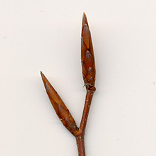 Rotbuche