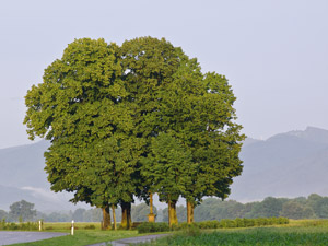 Sommerlinde