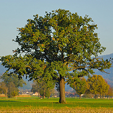 Stiel-Eiche