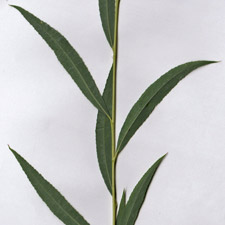 Salix alba 'Tristis'