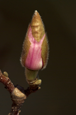 Tulpen-Magnolie