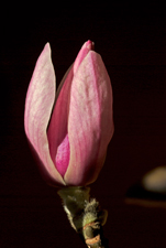 Tulpen-Magnolie