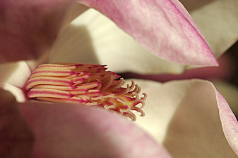 Tulpen-Magnolie