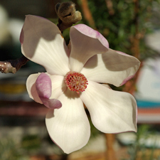 Tulpen-Magnolie