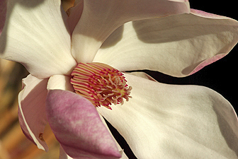 Tulpen-Magnolie