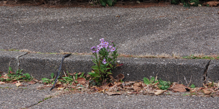 Neubelgische Aster