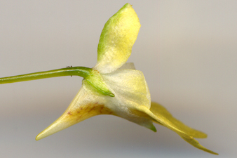 Kleinblütiges Springkraut