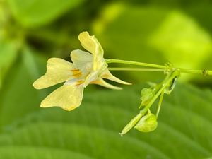 Kleinblütiges Springkraut