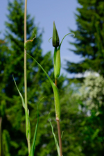 Wiesen-Bocksbart