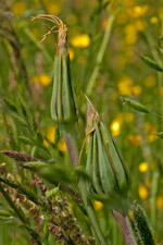 Wiesen-Bocksbart