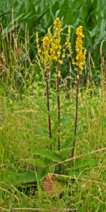 Schwarze Königskerze