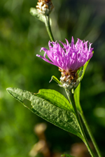 Wiesen-Flockenblume