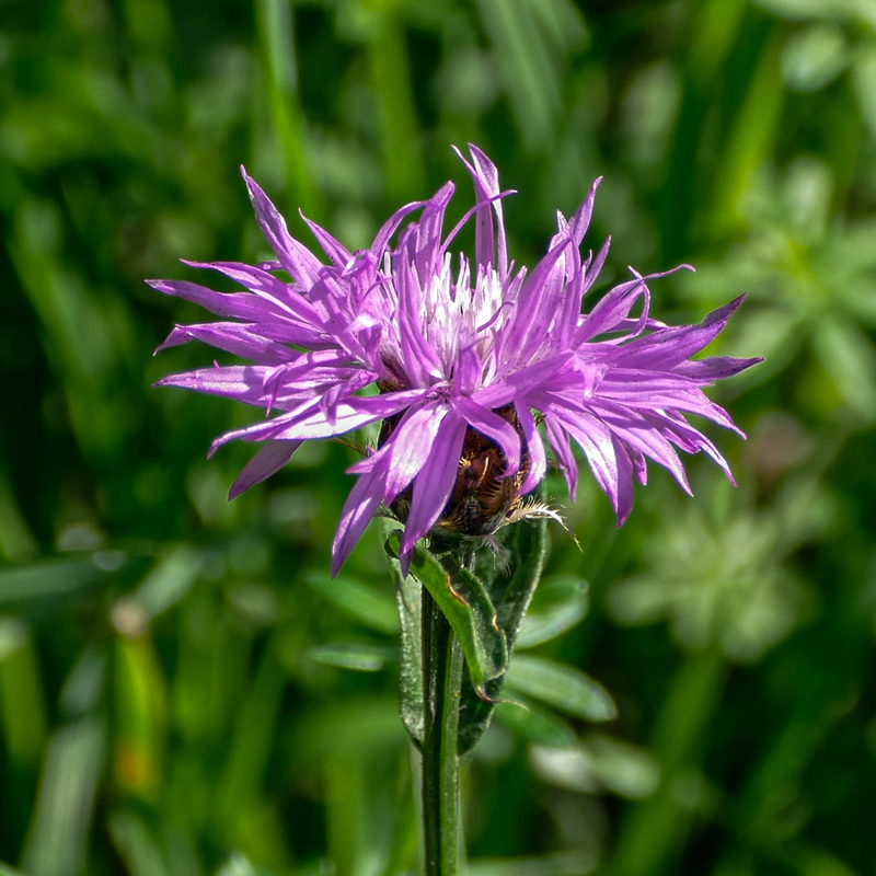 Wiesen-Flockenblume