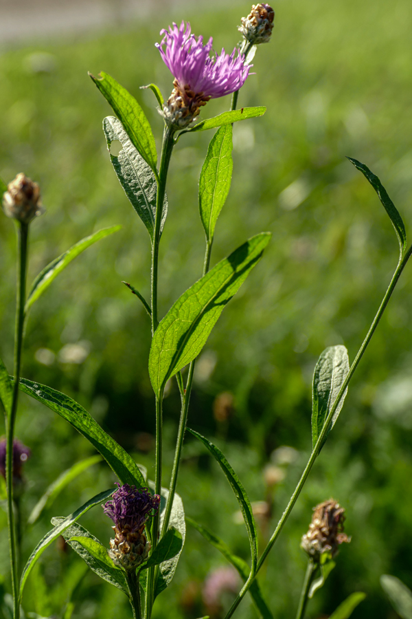 Wiesen-Flockenblume