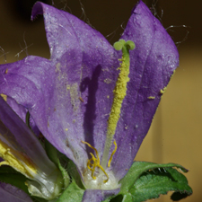 Nesselblättrige Glockenblume