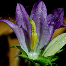 Nesselblättrige Glockenblume