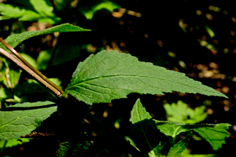 Nesselblättrige Glockenblume