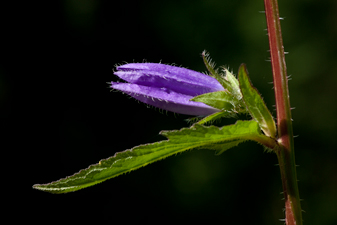 Nesselblättrige Glockenblume