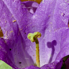 Nesselblättrige Glockenblume