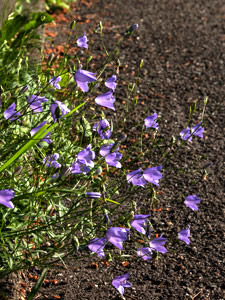 Rundblättrige Glockenblume