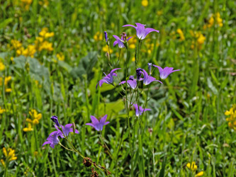 Wiesen-Glockenblume