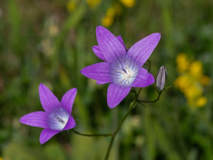 Wiesen-Glockenblume