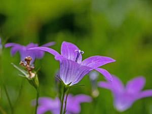 Wiesen-Glockenblume