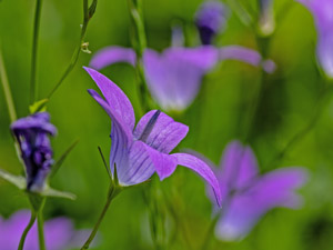 Wiesen-Glockenblume