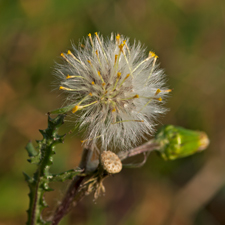 Gewöhnliches Greiskraut