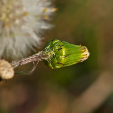 Gewöhnliches Greiskraut